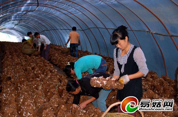 陜西柞水：豐北河香菇俏銷西安