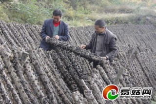 立森261黑木耳開始大面積推廣 ()