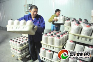 三盛鑫：“工廠化”引領(lǐng)食用菌生產(chǎn)新潮流 ()