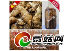 大量供应天麻种植组，试种者必选图1