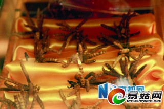 東莞蟲草每斤普跌1-2萬元 打?qū)φ廴噪y賣 ()