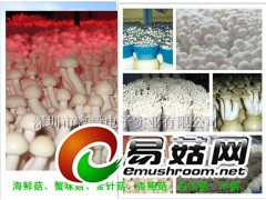 LED食用菌补光灯 蟹味菇生长灯 白玉菇生长灯 海鲜菇生长灯图2