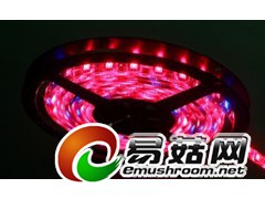 食用菌LED灯 专用灯 食用菌补光灯 食用菌光照灯 食用菌灯图3