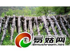 森华园野生黑木耳东北特产野生黑木耳批发图3