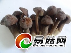黑皮鸡枞菌，鸡纵菌图2