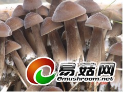 黑皮鸡枞菌，鸡纵菌图3