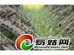 哪里批发食用菌最便宜 大森林食品有限公司批发黑木耳图1