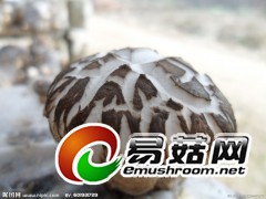 大量供应优质香菇图1