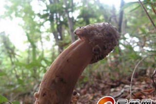 日本猛茸 神似男子生殖器的小蘑菇 ()
