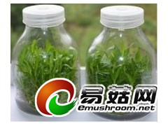 批发l组培瓶、玻璃菌瓶、园艺用品、育苗瓶、实验瓶、透气膜盖图1
