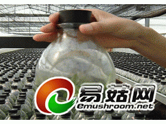 550ml兰花瓶组培瓶虫草瓶斛枫斗菌苗瓶组织培养瓶育苗瓶图1