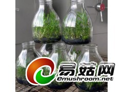 550ml兰花瓶组培瓶虫草瓶斛枫斗菌苗瓶组织培养瓶育苗瓶图2