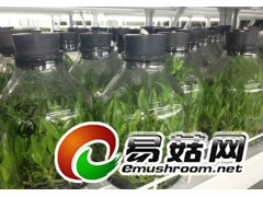 550ml兰花瓶组培瓶虫草瓶斛枫斗菌苗瓶组织培养瓶育苗瓶图3