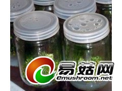 240-650ml组培瓶育苗瓶组织培菌苗瓶兰花瓶虫草瓶玻璃瓶图1