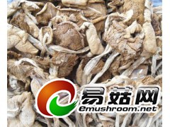 长期茶树菇 批发 全国供应图1