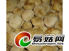 猴头菇 批发,全国免费配送!图1