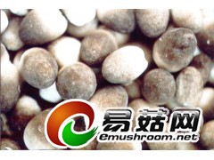 2013年草菇的价格 特价大甩卖图1