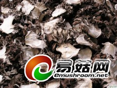 厂家直销灰树花图1