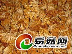 滑子菇 批发,质量上乘价格实惠图1