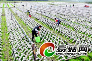 印江食用菌種植達(dá)5300萬棒 預(yù)計產(chǎn)值3.4億以上 ()
