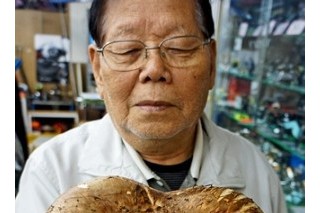 和歌山縣驚現(xiàn)巨型松茸“神菌”引媒體關(guān)注（圖） ()