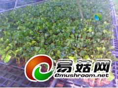 牛樟树正宗台湾进口图1