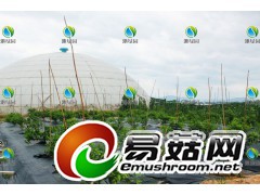 在台湾十分畅销的牛樟树图1