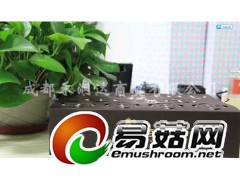 西藏野生松茸长期批发抗癌佳品图1