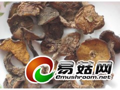 优质松蘑、滑子菇图1