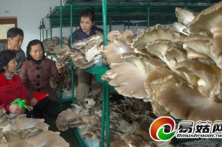 朝鲜掀起蘑菇增产热潮 为成 蘑菇之国 贡献力量(组图)