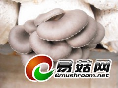 供应平菇菌棒图1