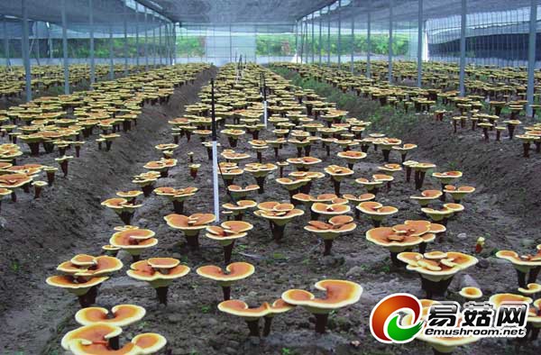 平泉县以工代赈促进食用菌产业大发展