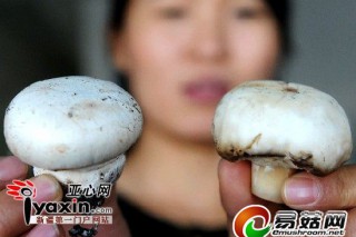 為增賣相增白劑洗蘑菇 商戶稱漂泊最多的是圓菇 ()