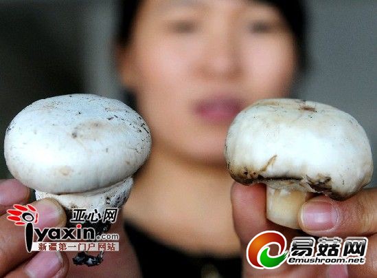 为增卖相增白剂洗蘑菇商户称漂泊最多的是圆菇