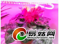 仙客来花卉光照led灯/红色花卉led灯图1