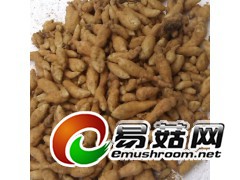 乌红杂交天麻种子，免费提供技术指导图1