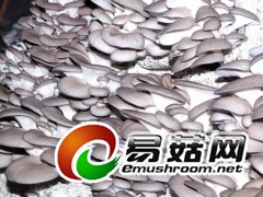 平菇菌种菌棒图1