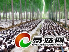 木耳菌种菌棒图1