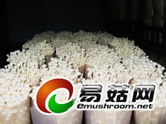金针菇菌种菌棒图1