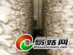 杏鲍菇菌种菌棒图1