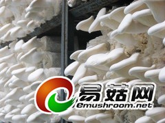 白灵菇菌种菌棒图1