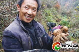 貴陽德江天麻獲豐收 產(chǎn)量超過70萬斤（圖） ()