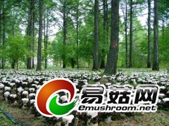 采珍园东北黑木耳批发地址采珍园天然食品公司图3