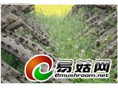 哪里批发黑木耳最便宜 东北黑木耳采珍园天然食品公司图2