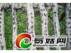 哪里批发黑木耳最便宜 东北黑木耳采珍园天然食品公司图3