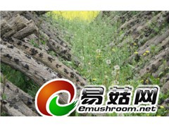 有机黑木耳批发纯绿色有机黑木耳批发原生态黑木耳批发图2