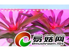 LED植物灯/种植园led灯/生长用植物灯图1
