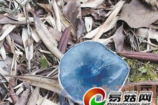 “藍精靈”引起食用菌專家的興趣：因為花青素變色 ()