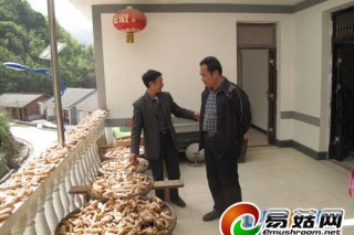 隴南康縣天麻大量上市產(chǎn)品熱銷國內外市場(圖) ()
