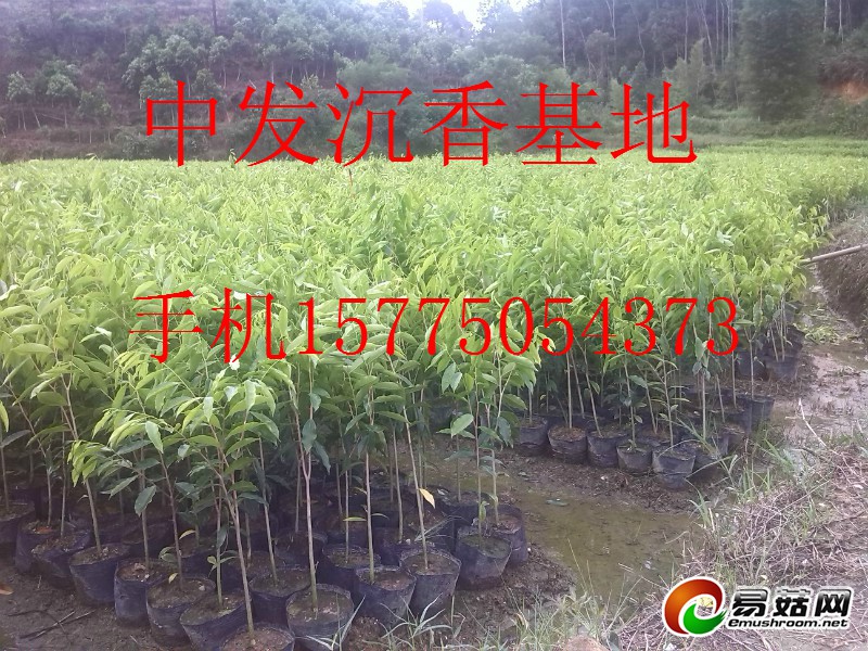 20-70nhbg564730;